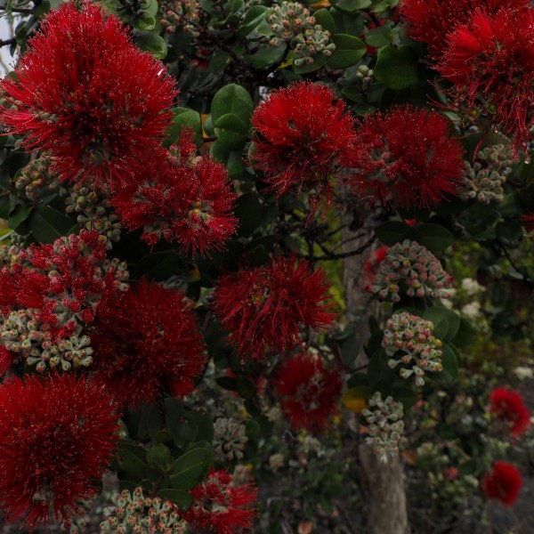 Red flowers